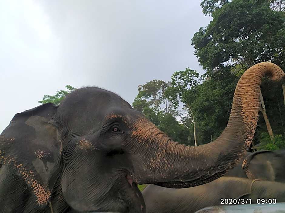 Green Forest Tangkahan