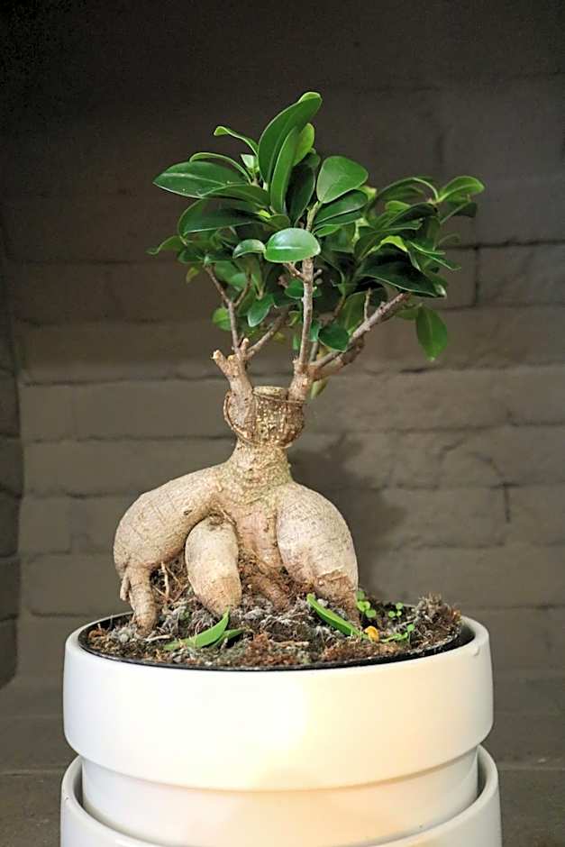 Origami Porto Residência & Hostel