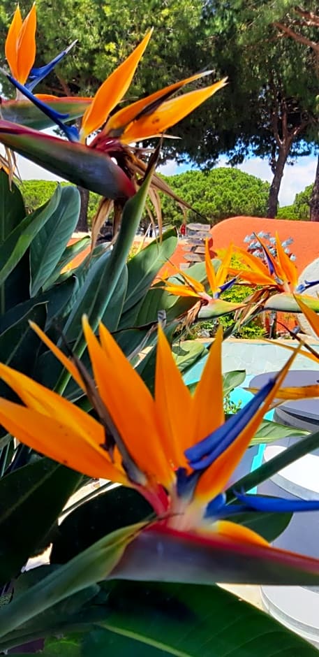 Location Chambre d'hôtes Grau du Roi Mas des Marines Piscine Adult only