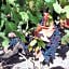 Au c¿ur des vignobles