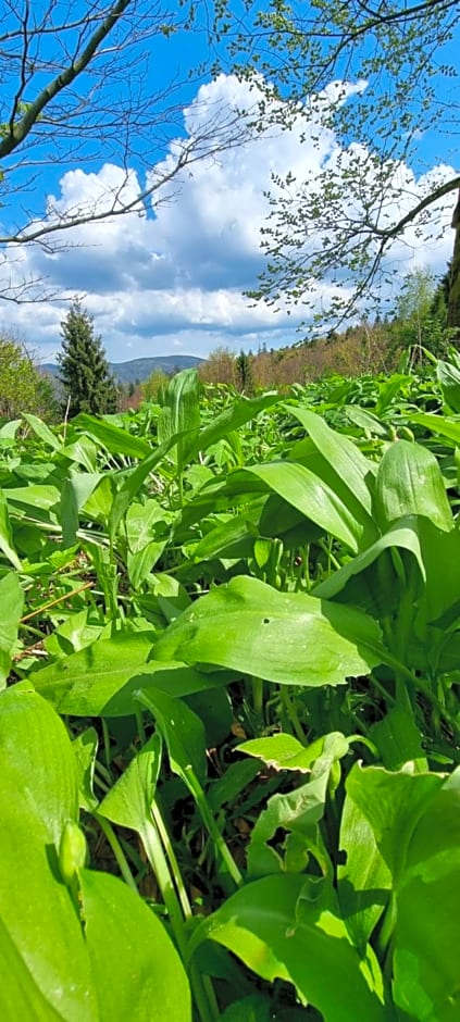Swoboda na szczycie góry
