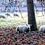Agriturismo Il Torrione