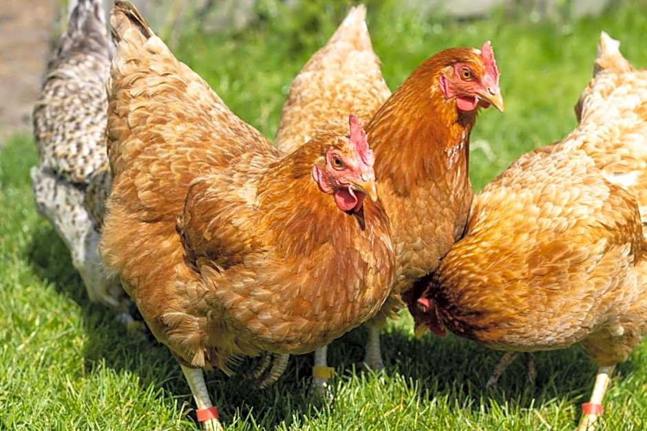 Hostel oder Ferienwohnung 1-16 Personen im BLAUEN HAUS