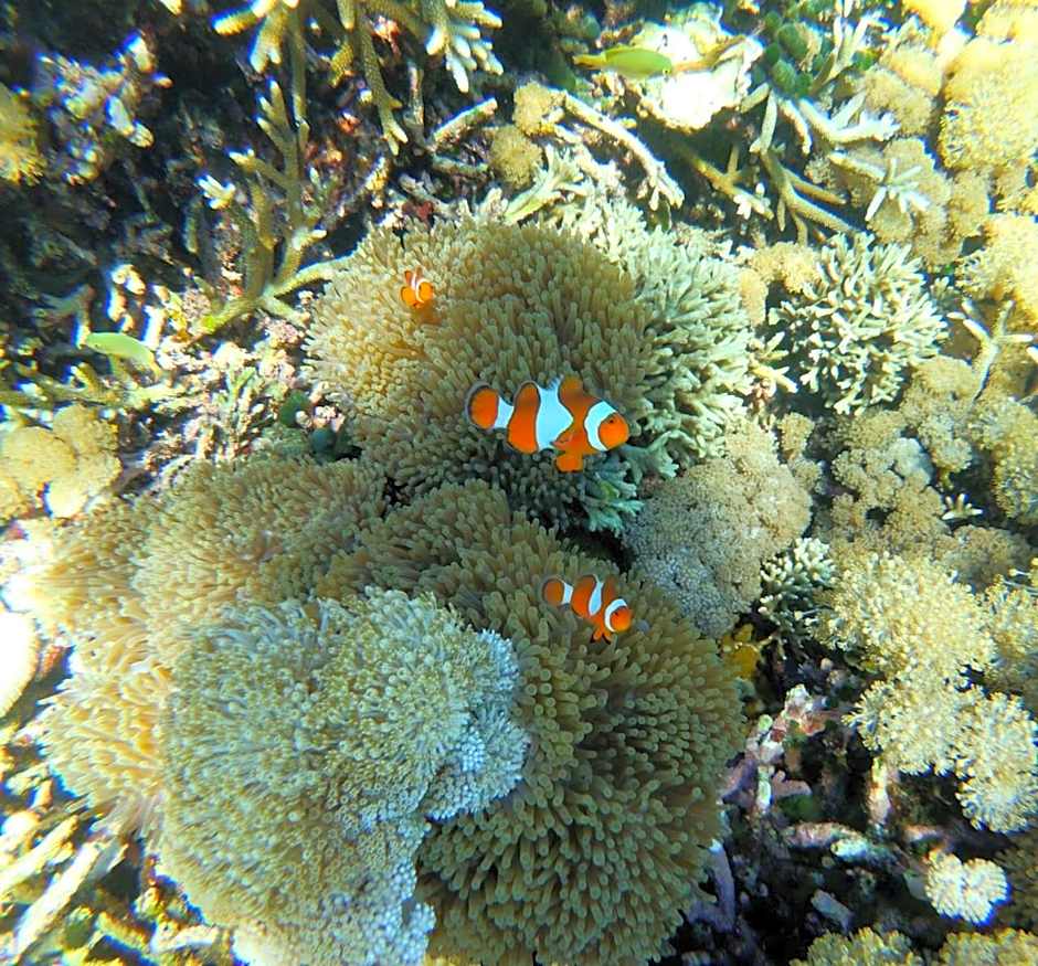 Kampung Meno Bungalows