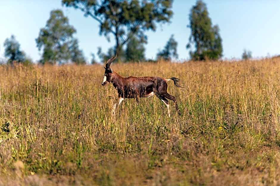 Thaba Eco Hotel