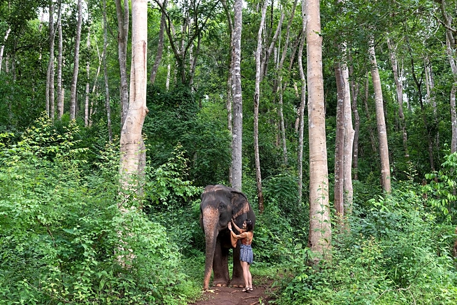 Chiang Mai Elephant Friends