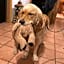 Alpine Touring Hotel-petfriendly