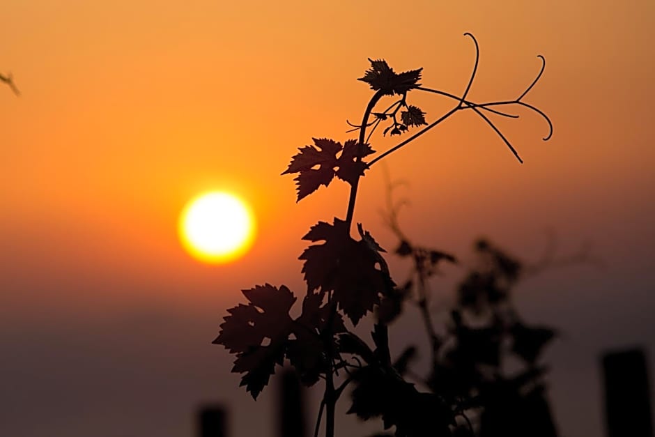 Tenuta di Castellaro Winery & Resort