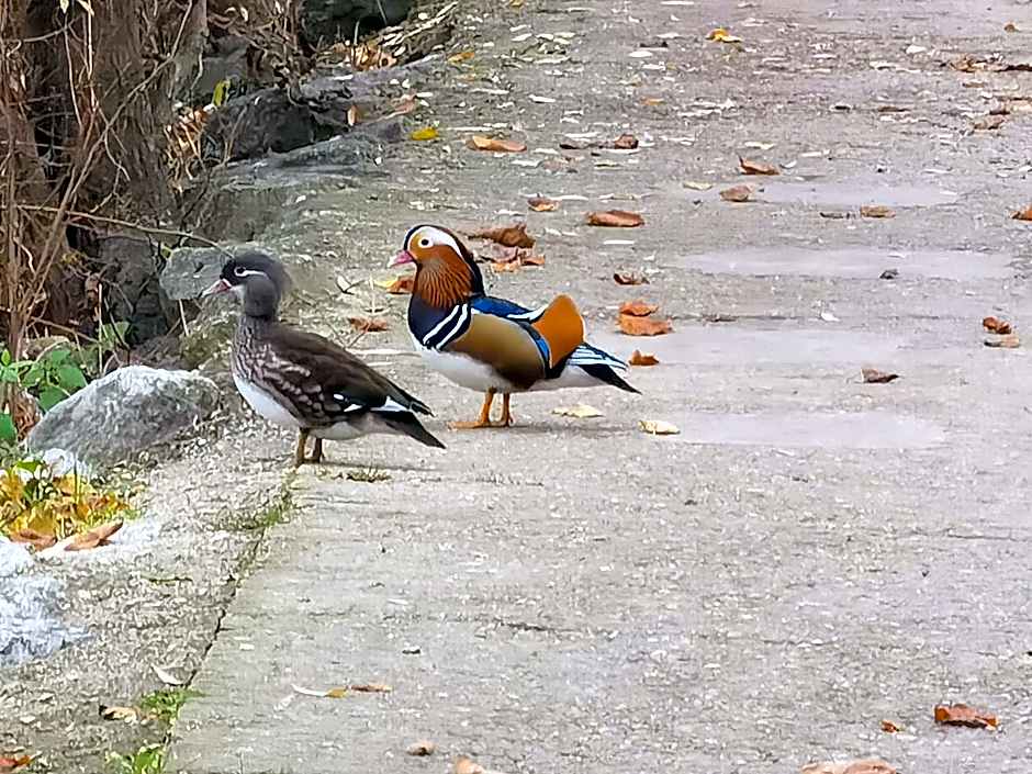 Les Pingouins De La Marne – Le Perreux-sur-Marne, CA