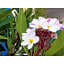 La'gent Hotel Okinawa Chatan Hotel and Hostel - Vacation STAY 59128v