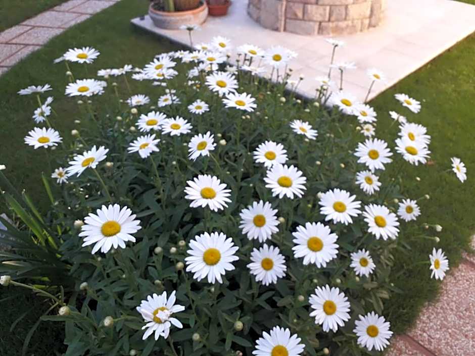 Sole D'oro IUN S4354