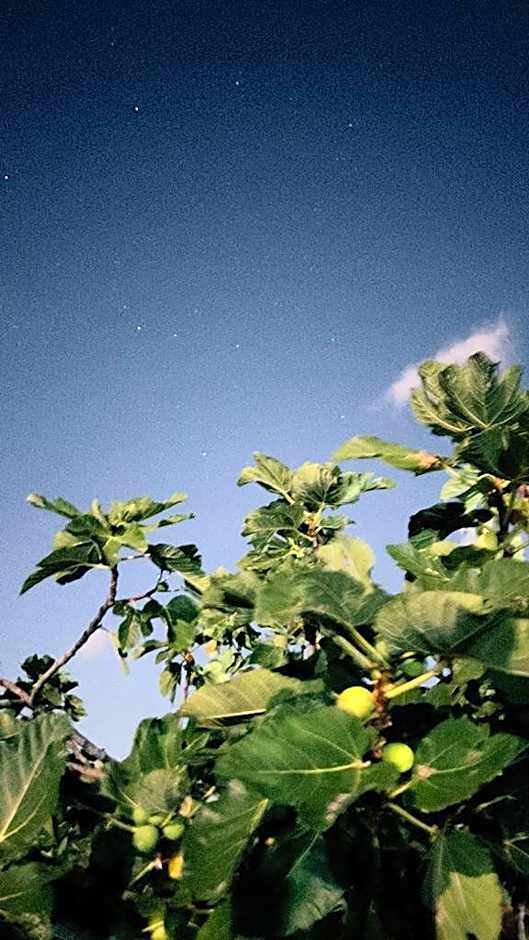 B&B Casale Pietrantica Tropea