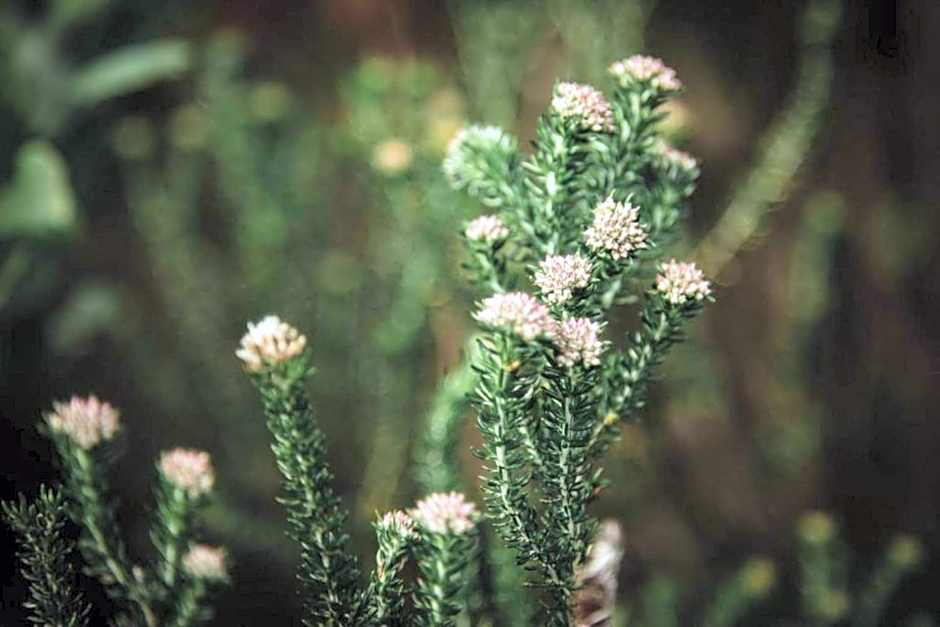 Misty Mountain Reserve