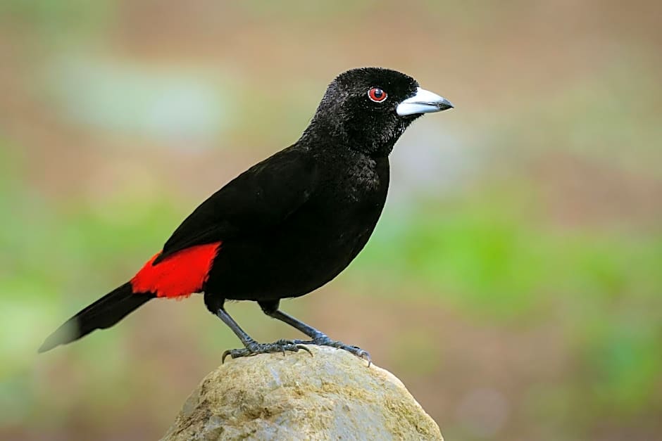 Chachagua Rainforest Hotel & Hot Springs