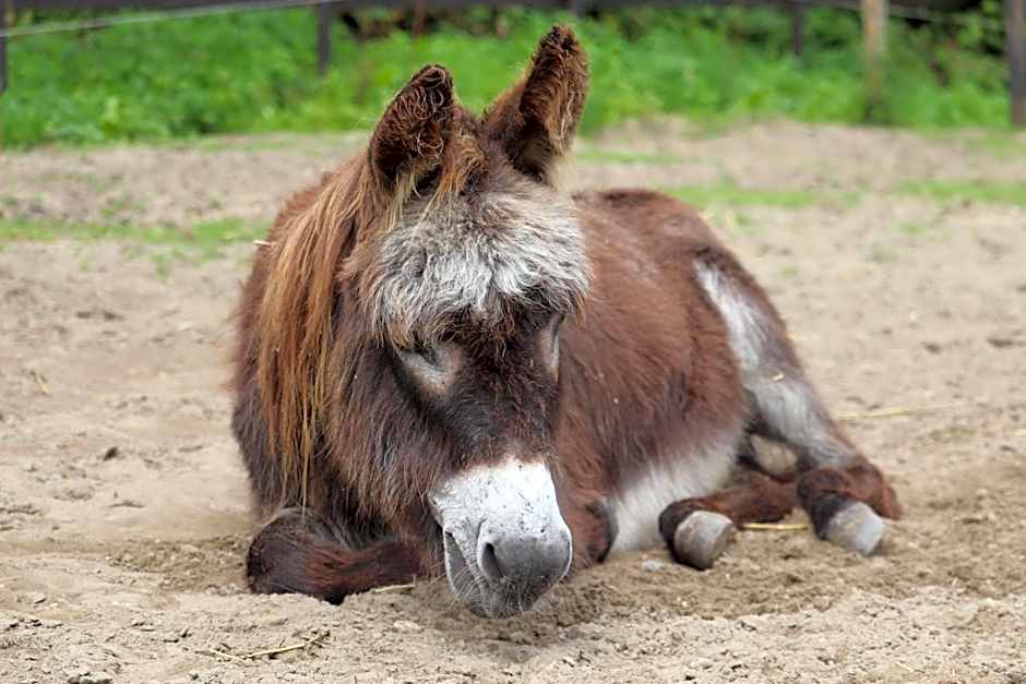 Little Creek - Lodges in het natuurgebied