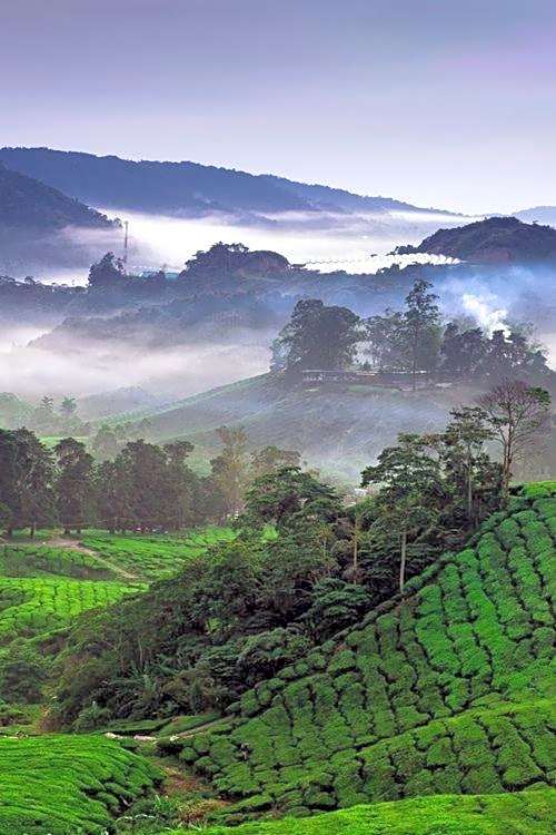 OU INN Cameron Highlands ,Ferm Nyonya Restaurant