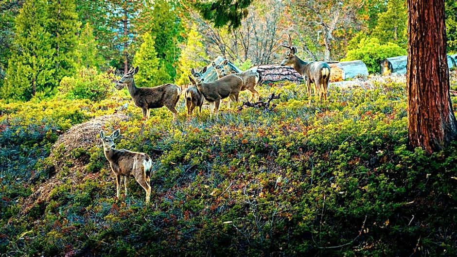 Genas's Sierra Inn & Restaurant