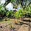 Kubu Artha Bungalow Nusa Penida