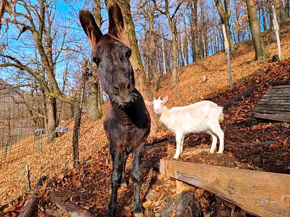 B&B IDUEVAGAMONDI immerso nel bosco tra le MONTAGNE con area benessere come EXTRA