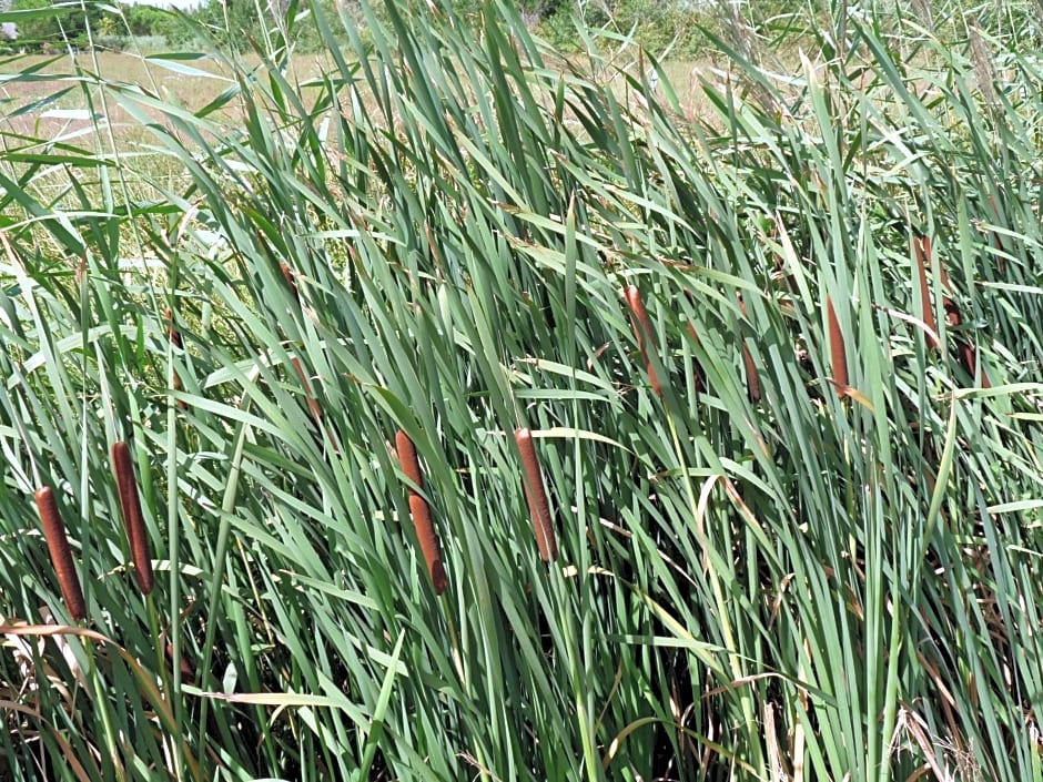 Bergerie d'Alivon en Camargue