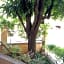 Tilia