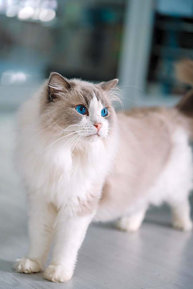 Meow Cat Cafe & Hotel