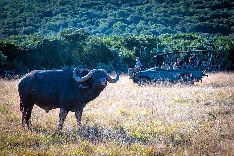 Addo Elephant Safari Lodge - Bellevue Forest Reserve