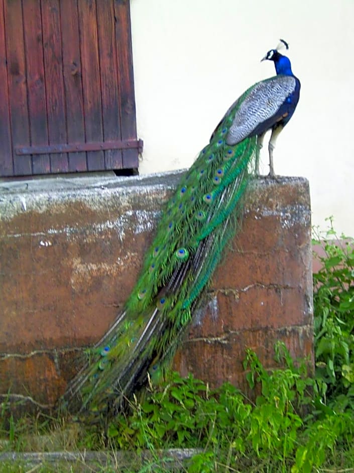 Le Paon Bleu Annecy Poisy
