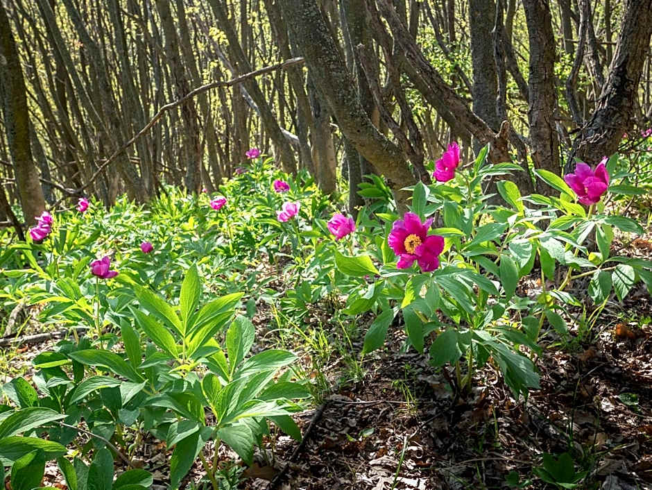 István Király Szálló