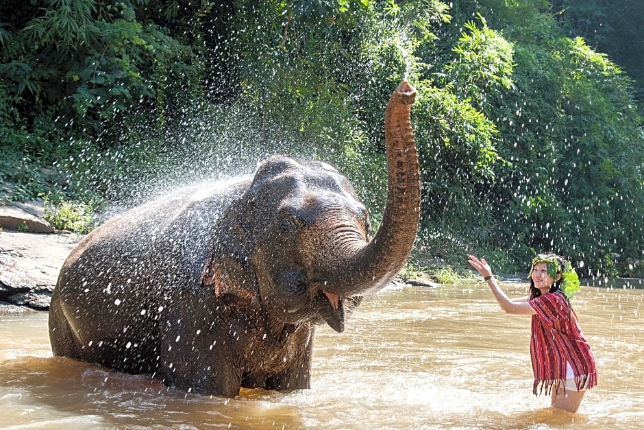 Chiang Mai Elephant Friends