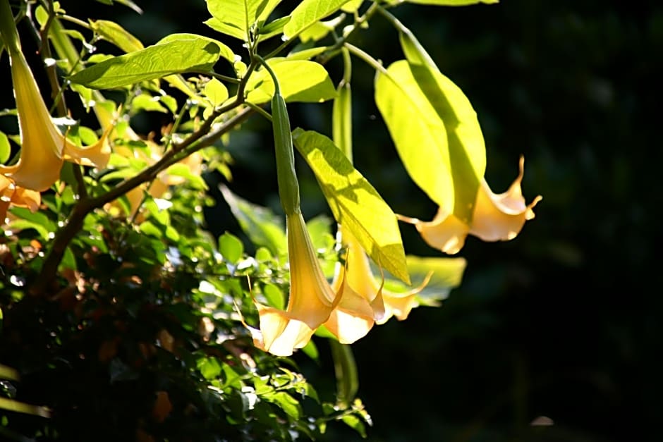 Chambres "Au Jardin"