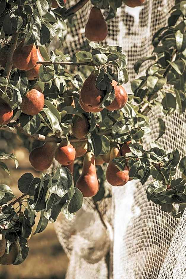 Iron Creek Bay Estate