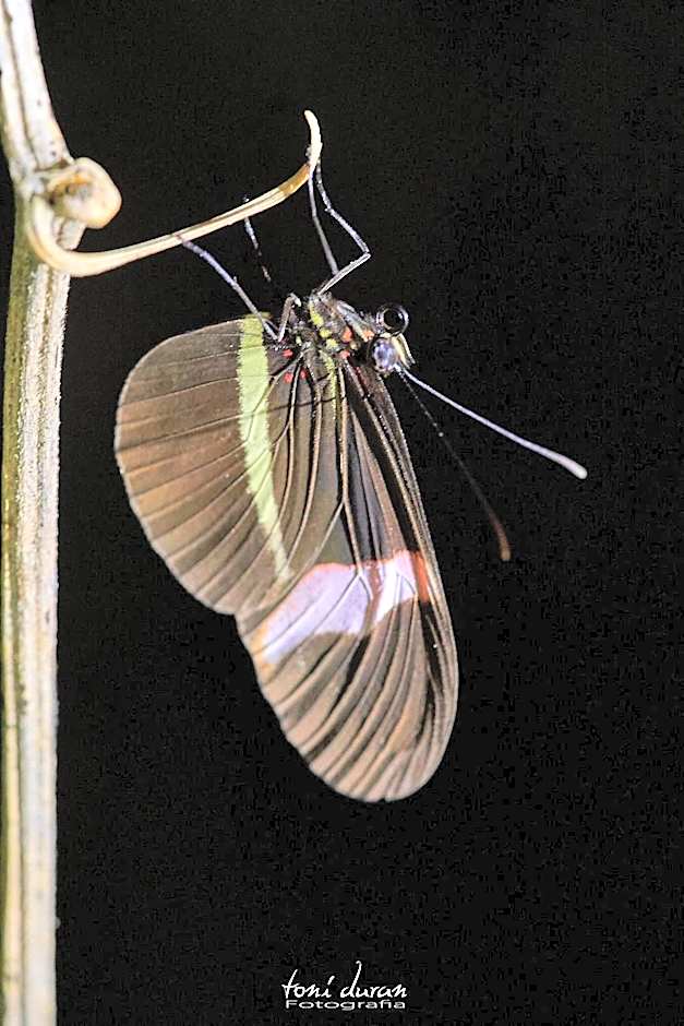 Birds & Breakfast Costa Rica