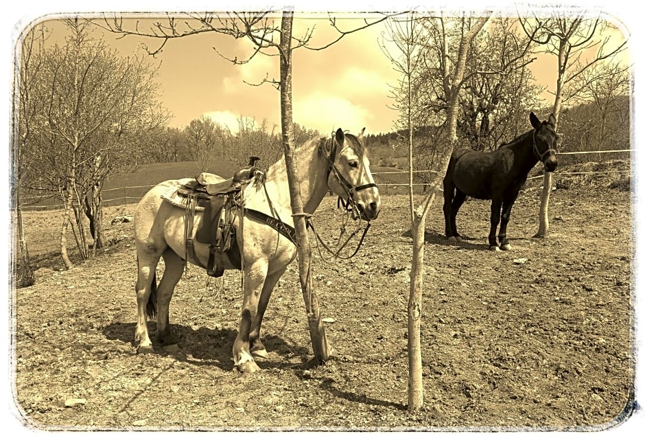 Bed and Breakfast Balli coi Lupi