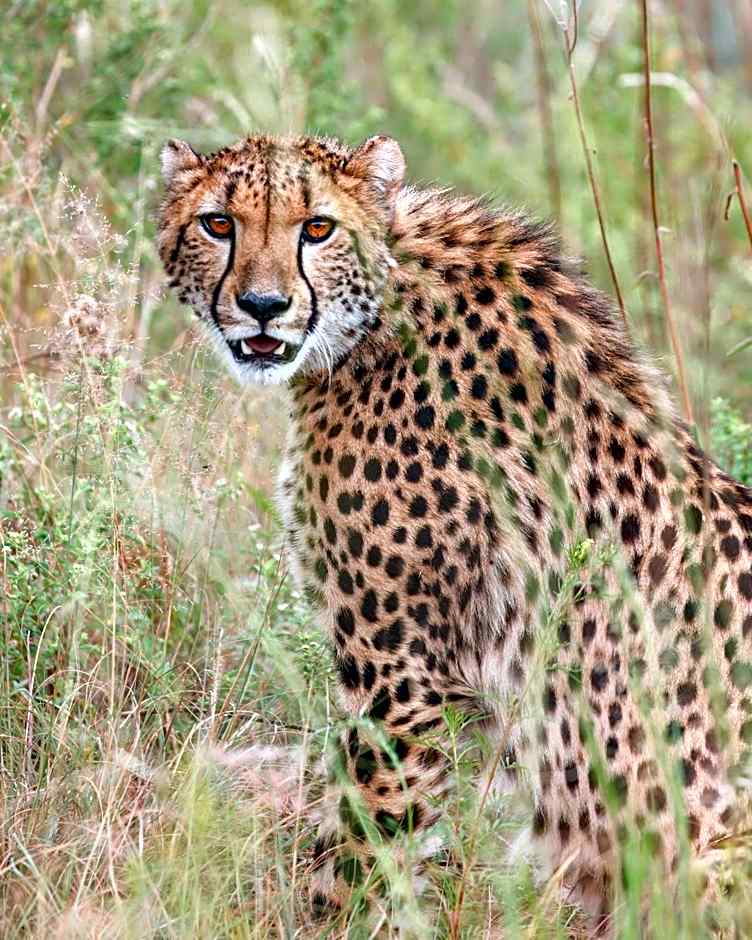 Shambala Private Game Reserve