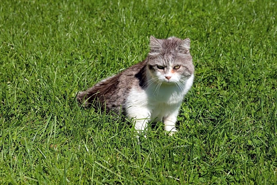 Brunner - Ferienwohnung im Hühnerhotel