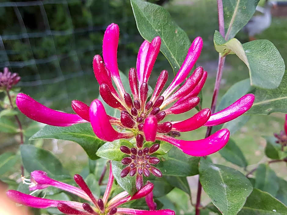 Bed & Breakfast De Koegang