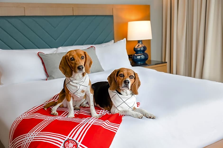 The Highlander at Radford, Tapestry Collection by Hilton