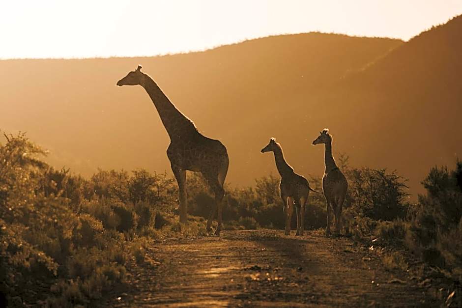 Wildehondekloof Game Lodge