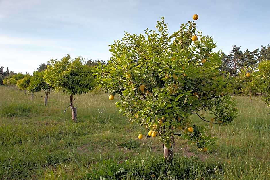 Masseria Della Volpe