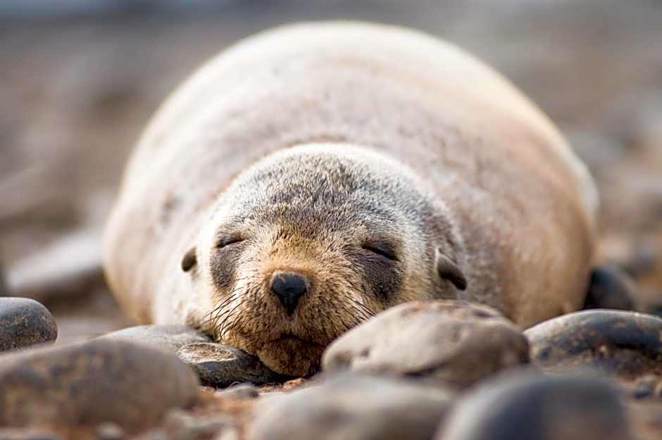 Phillip Island Apartments