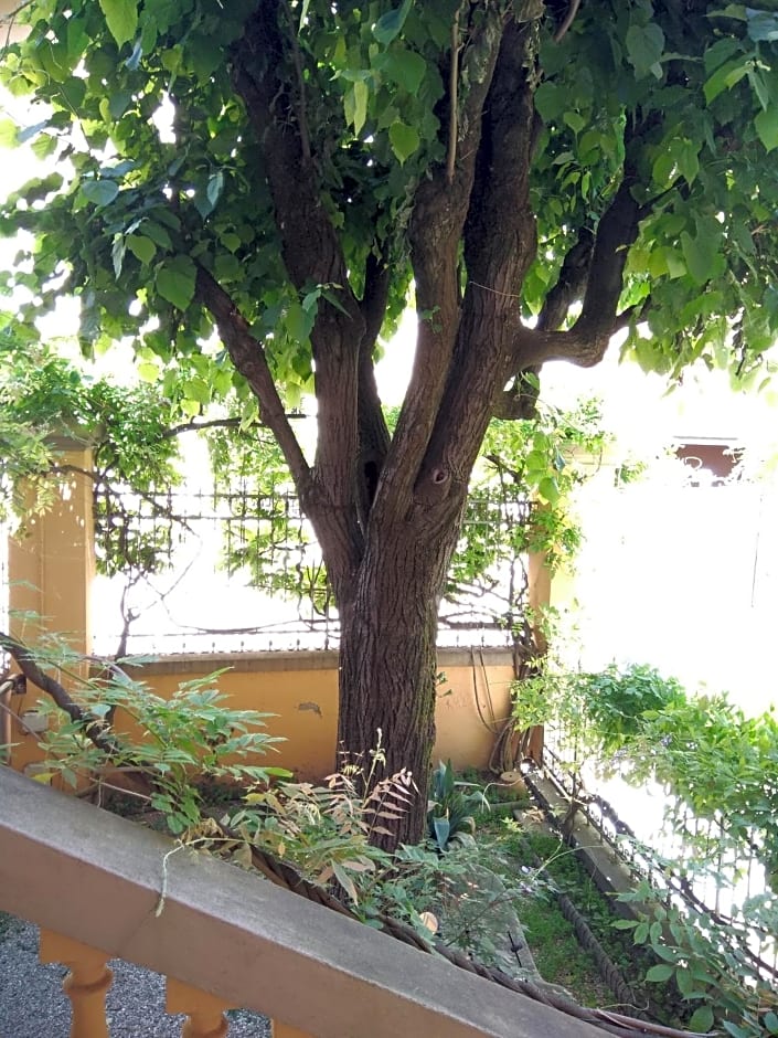 Tilia