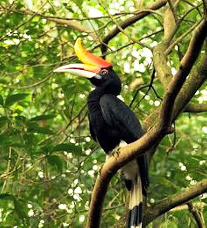 Rimba Orangutan Eco Lodge