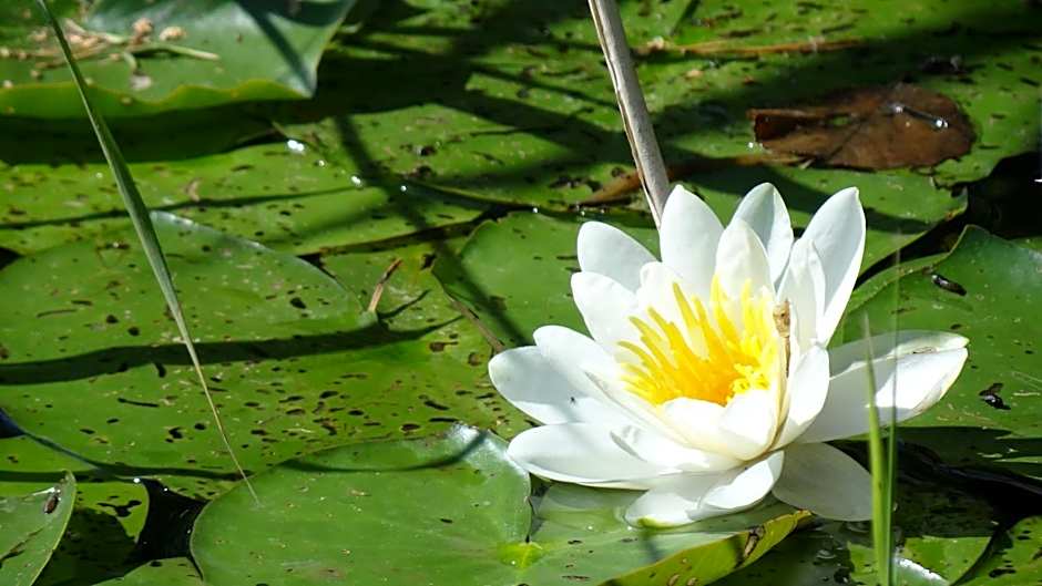 Hotel-Restaurant Alter Krug Kallinchen