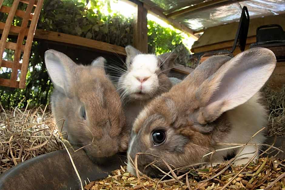 Batchelor Butterfly Farm