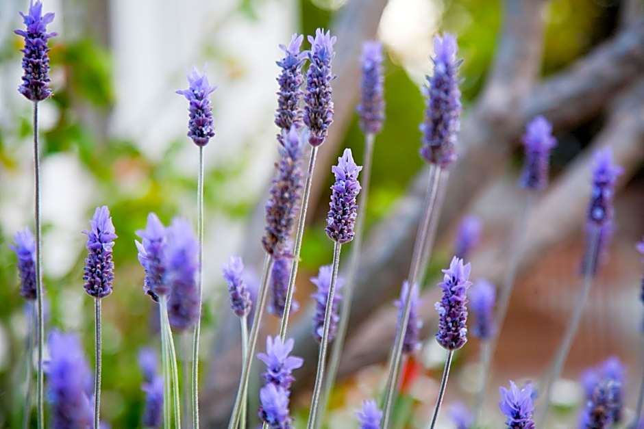 The Queen Of Calitzdorp