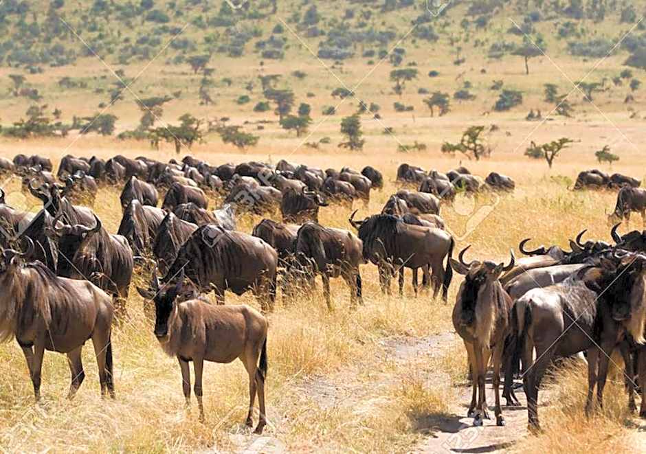 AA Lodge Maasai Mara