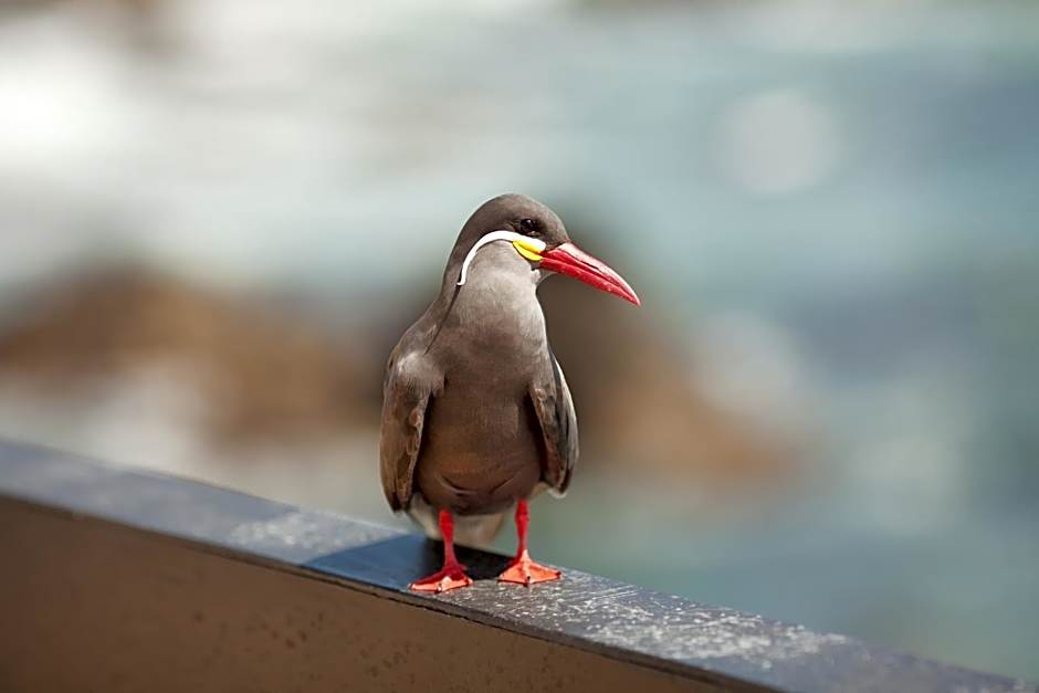 Hotel Oceanic