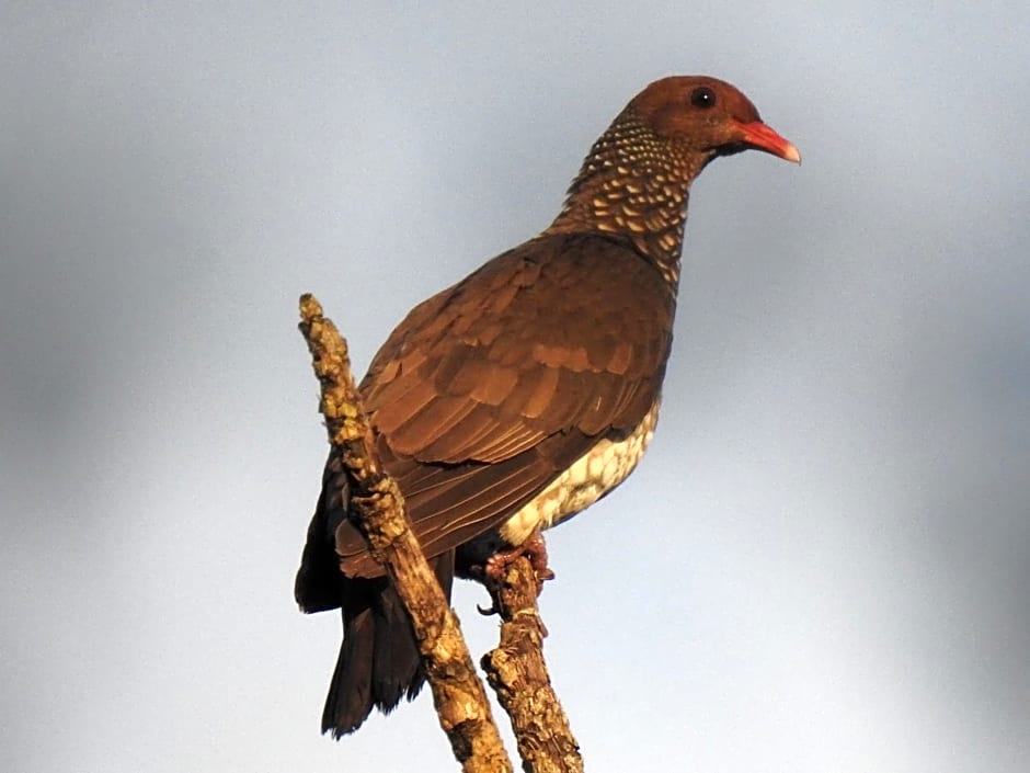 Aruá Observação de Vida Silvestre