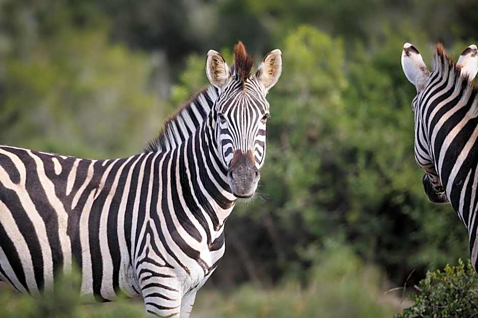 Bukela Game Lodge - Amakhala Game Reserve